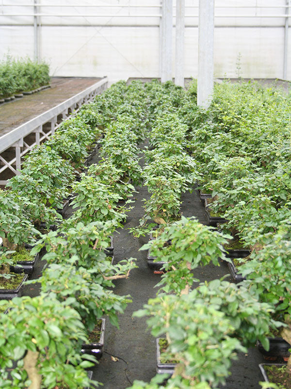 Binnen Bonsai Ligustrum sinensis shape groene rechthoekige pot 20cm, hoogte ~ 33cm