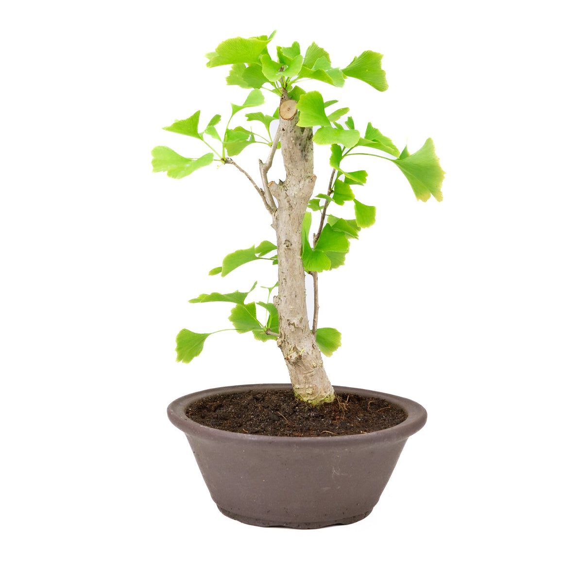 Ginkgo biloba brun rund krukke 25cm, højde ~46cm