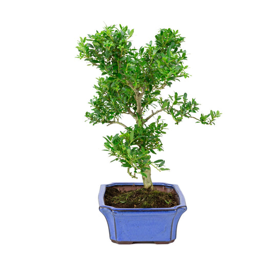 Ilex crenata (japansk kristtorn) blå potte 24 cm, højde ~43 cm