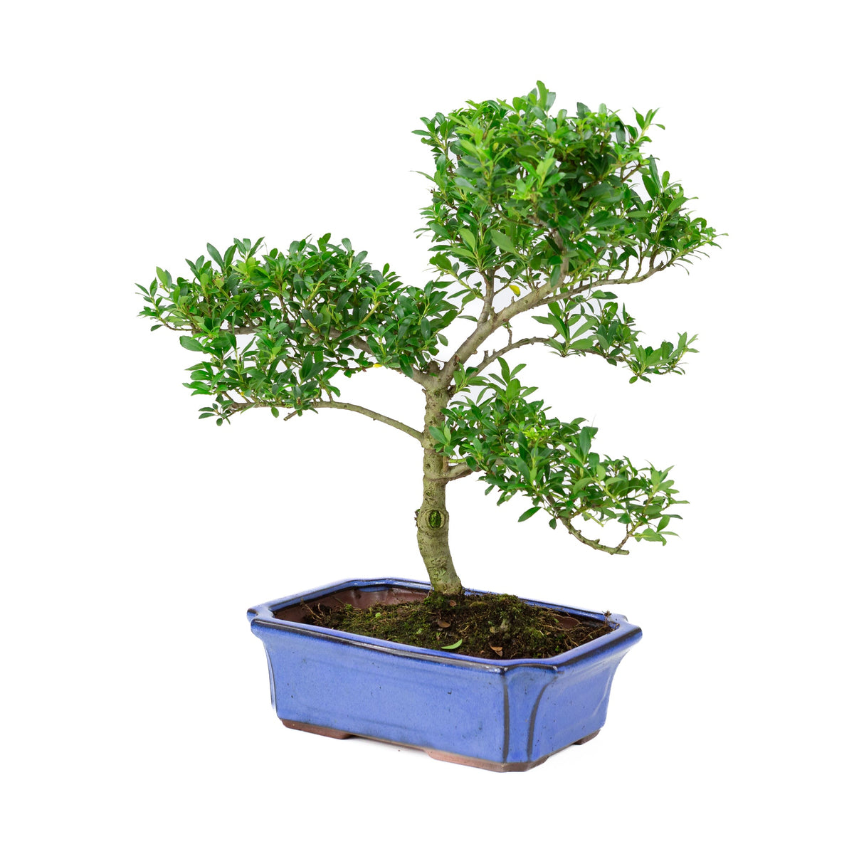 Ilex crenata (japansk kristtorn) blå potte 24 cm, højde ~43 cm
