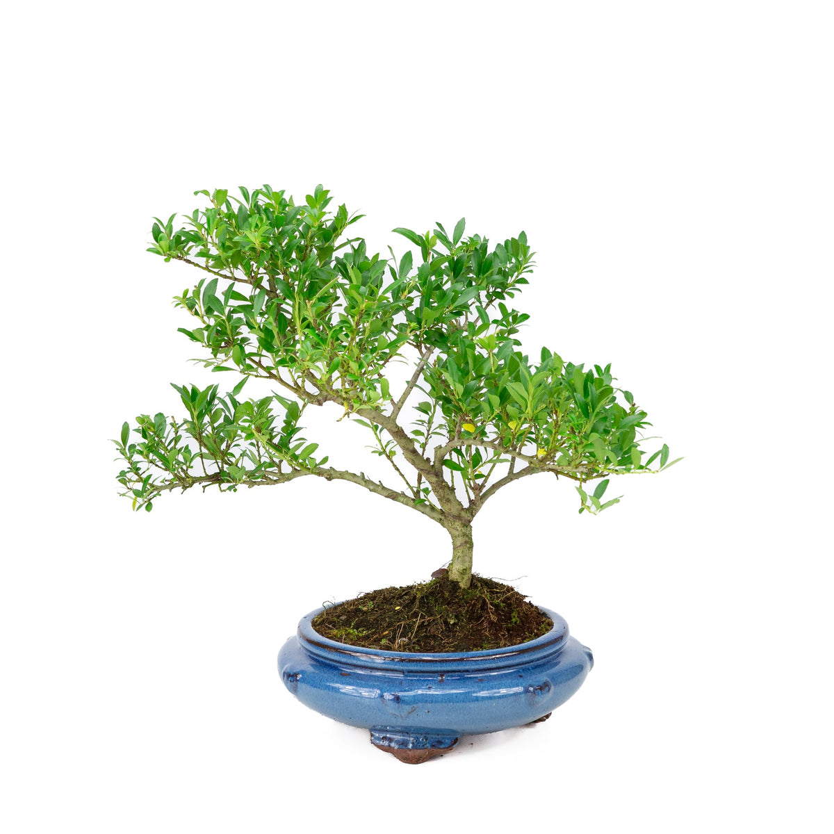 Ilex crenata (japansk kristtorn) rund potte, højde ~ 43 cm