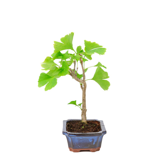 Ginkgo biloba (Tempeltræ) blå rektangulær potte 18 cm, højde ~35 cm