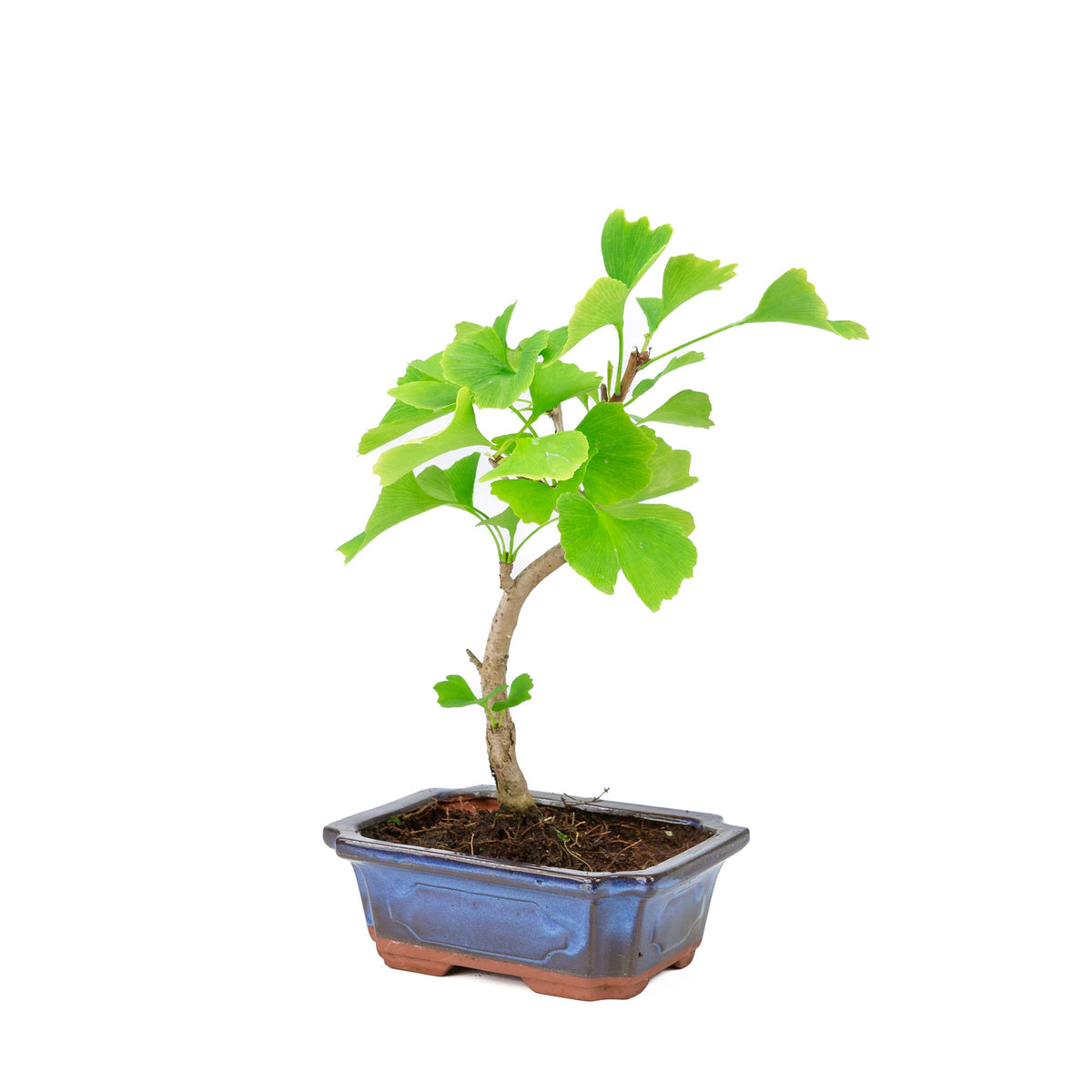 Ginkgo biloba (Tempeltræ) blå rektangulær potte 18 cm, højde ~35 cm
