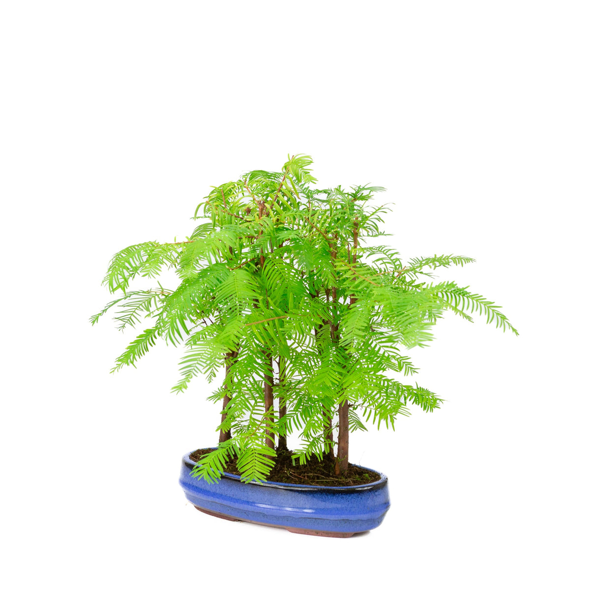 Metasequoia glyptostroboides gruppe 5 oval potte 22cm, højde ~33cm