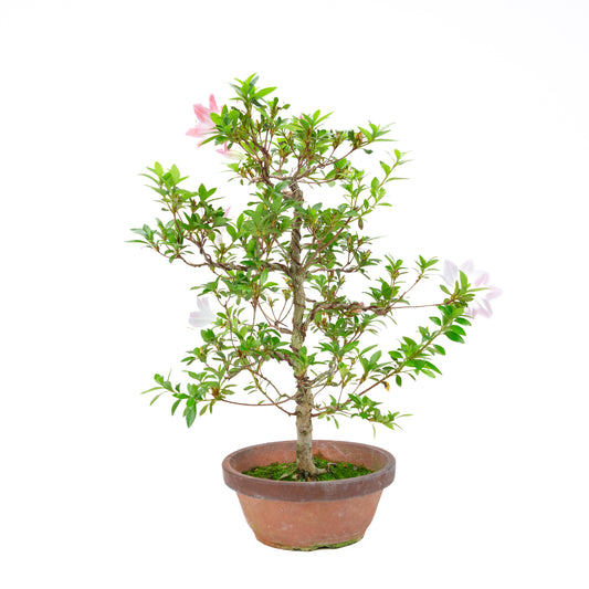 Rhododendron indicum 'Hatsukoi' (satsuki azalea), højde ~56 cm