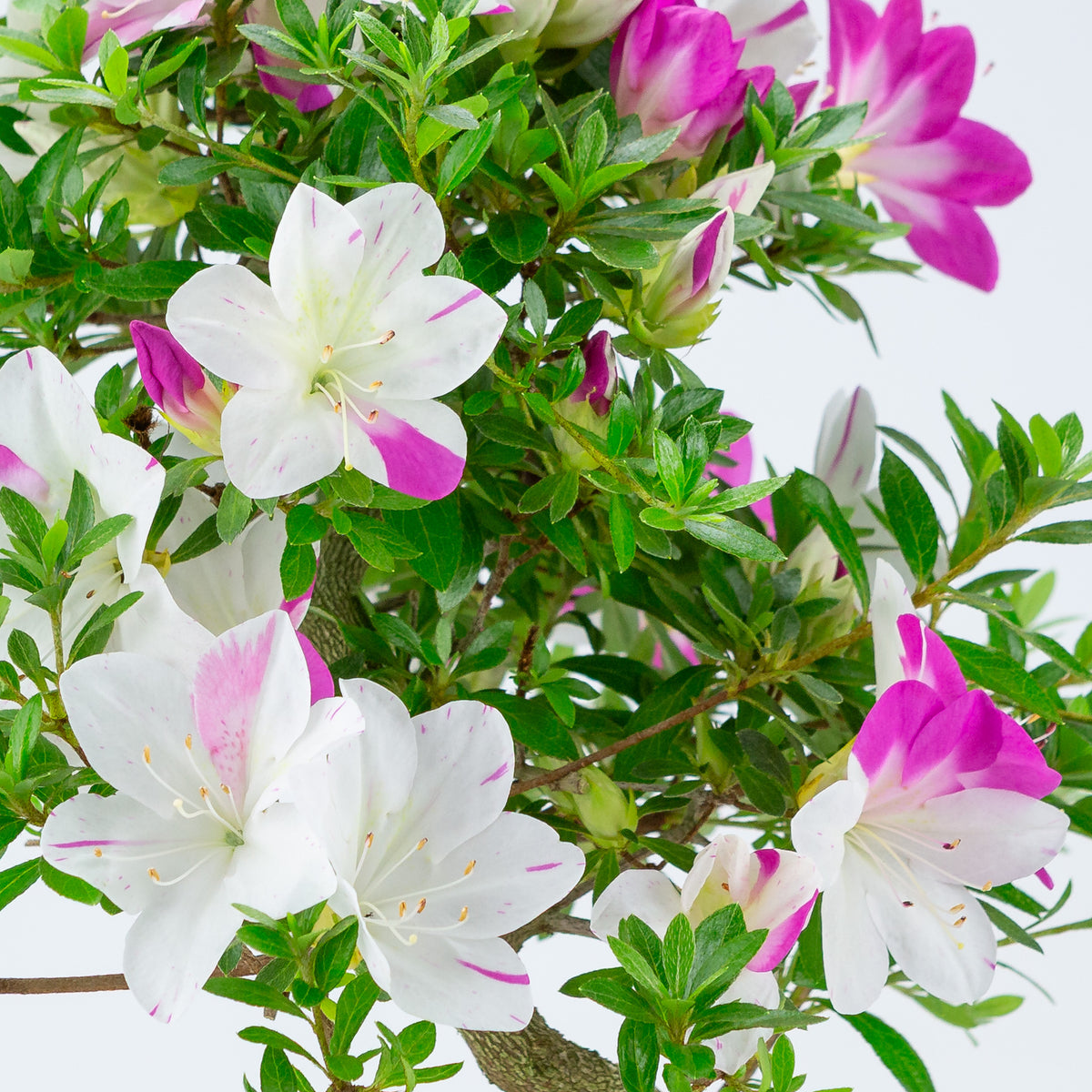 Rhododendron indicum 'Ruka' (satsuki azalea), højde ~54 cm