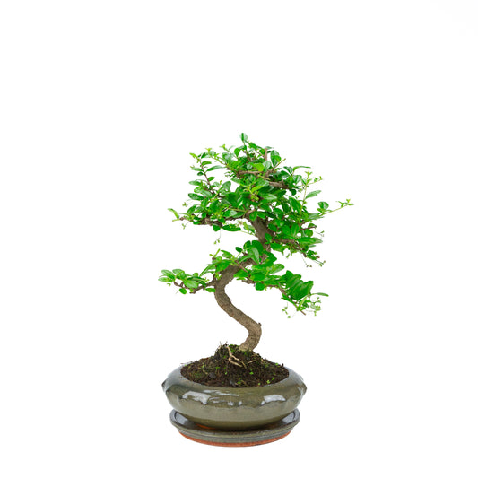 Carmona Bonsai (Fukien-te) i grøn rund potte 23 cm, højde ~40 cm