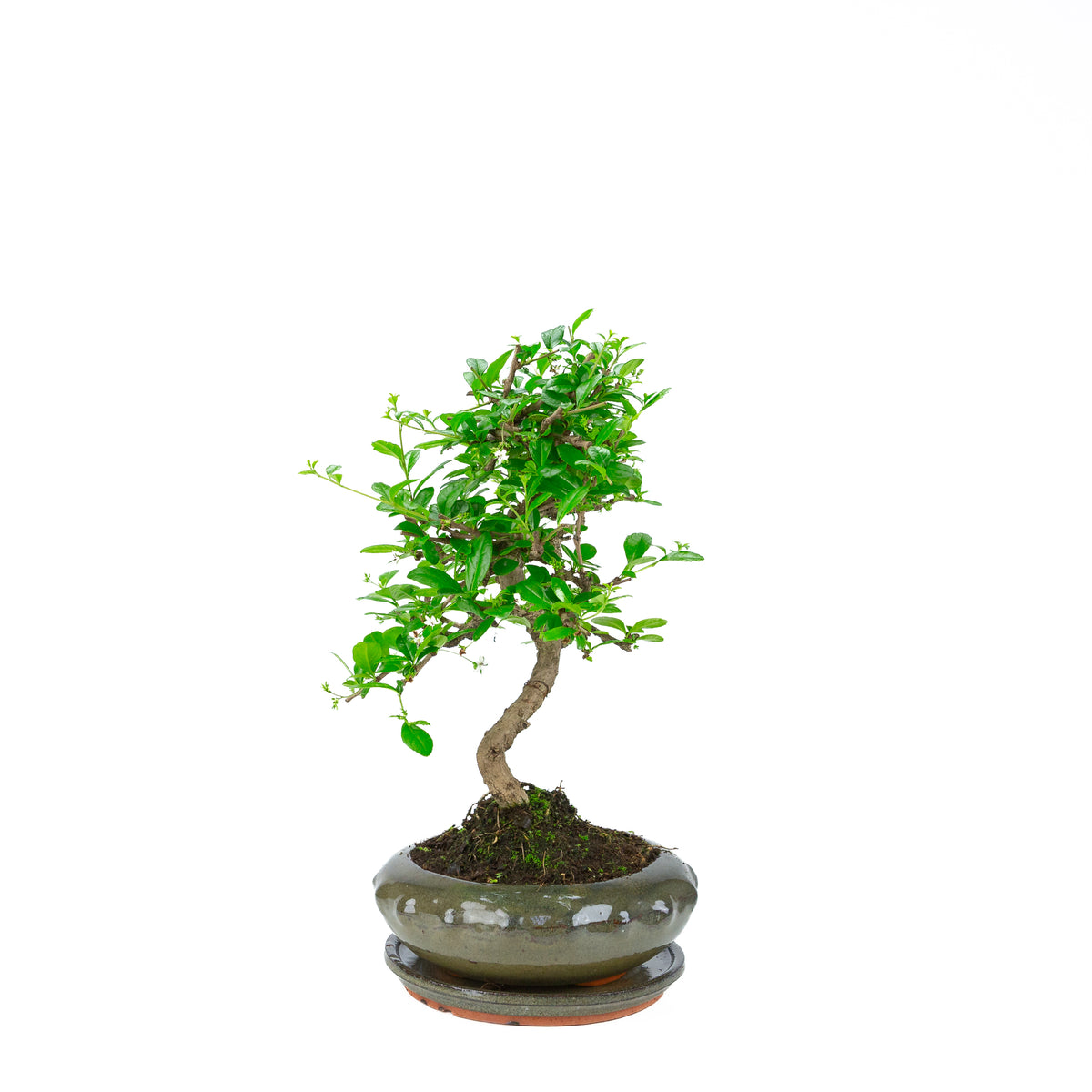 Carmona Bonsai (Fukien-te) i grøn rund potte 23 cm, højde ~40 cm