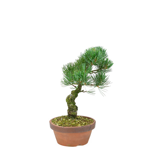 Pinus parviflora (japansk hvidfyr), højde ~30 cm