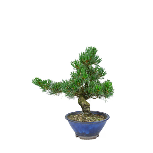 Pinus parviflora (japansk hvidfyr), højde ~31 cm