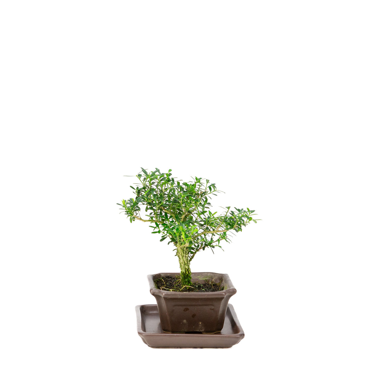 Buxus harlandii bonsai i brun potte 13 cm, højde ~21 cm