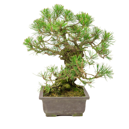 Pinus Thunbergii (Japansk sortfyr), højde ~44 cm