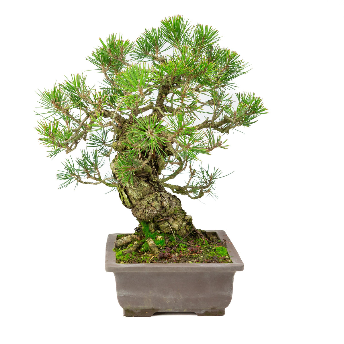 Pinus Thunbergii (Japansk sortfyr), højde ~44 cm