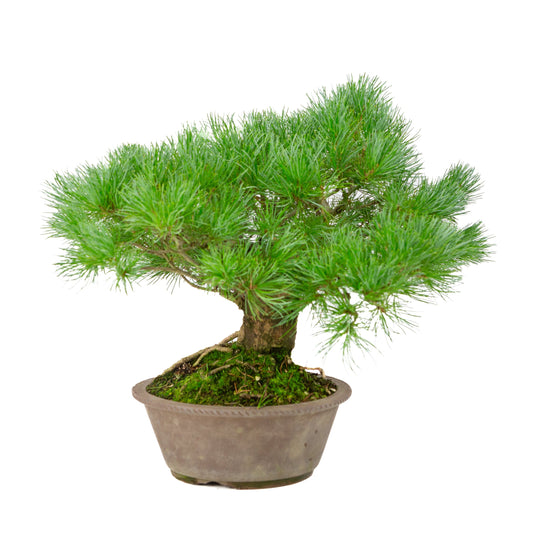 Pinus parviflora uglaseret rund potte 21cm, højde ~38cm