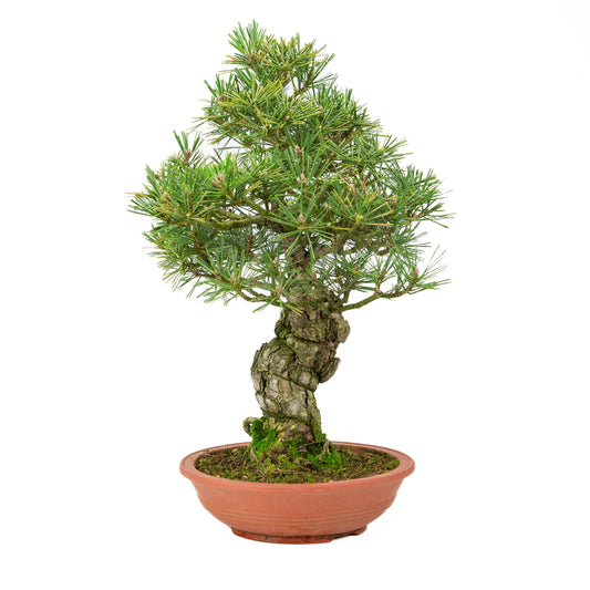 Pinus thunbergii uglassret potte 25m, højde ~52cm