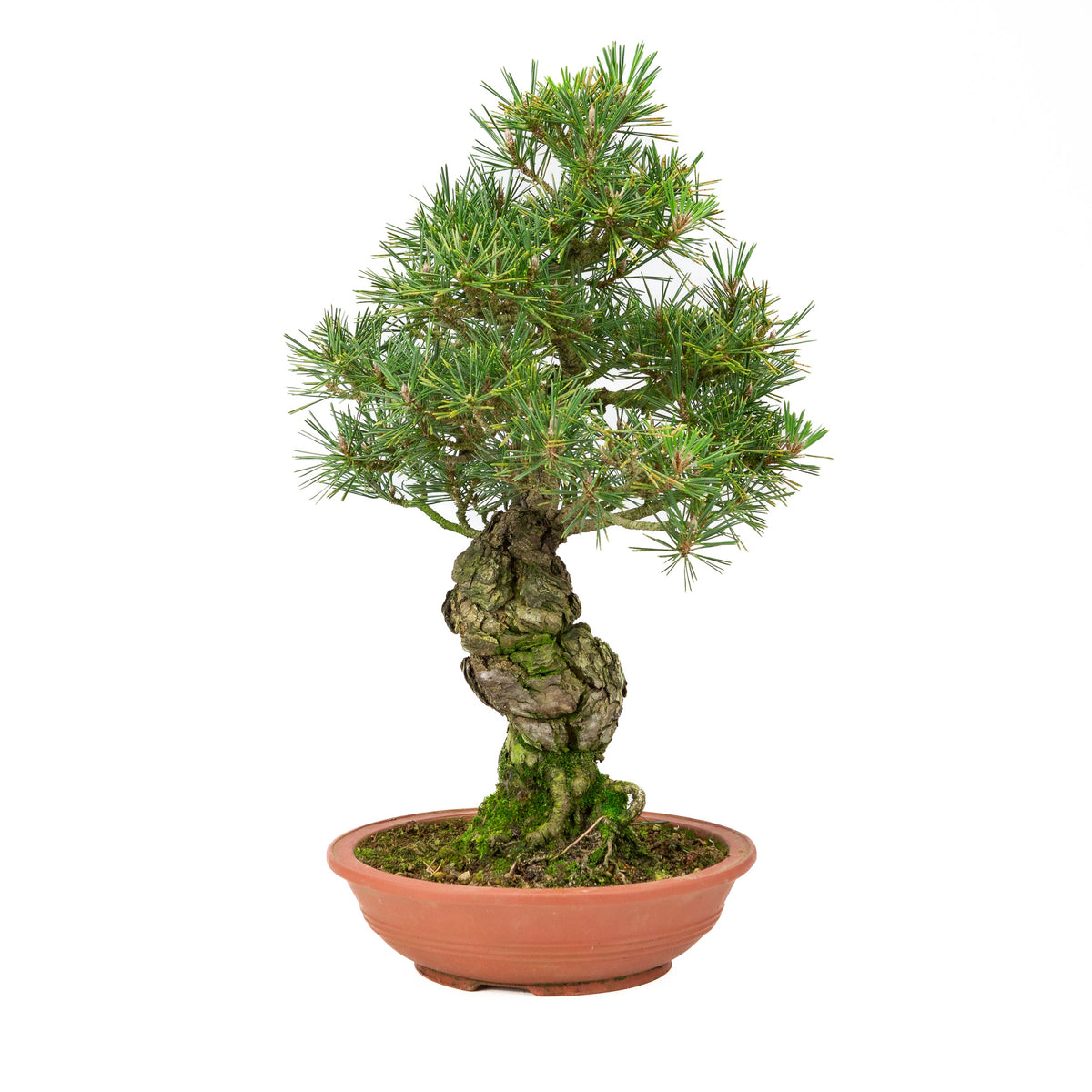Pinus thunbergii uglassret potte 25m, højde ~52cm