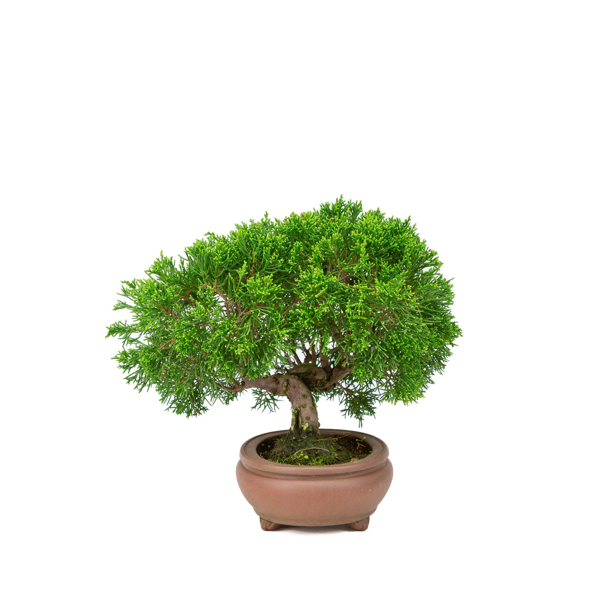 Juniperus chinensis, uglaseret krukke 13 cm, højde ~27 cm