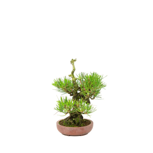 Pinus thunbergii (Japansk sortfyr) , højde ~25 cm