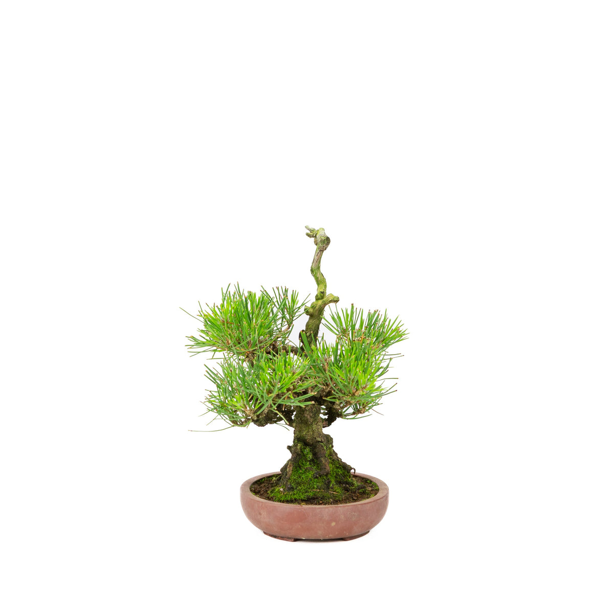 Pinus thunbergii (Japansk sortfyr) , højde ~25 cm