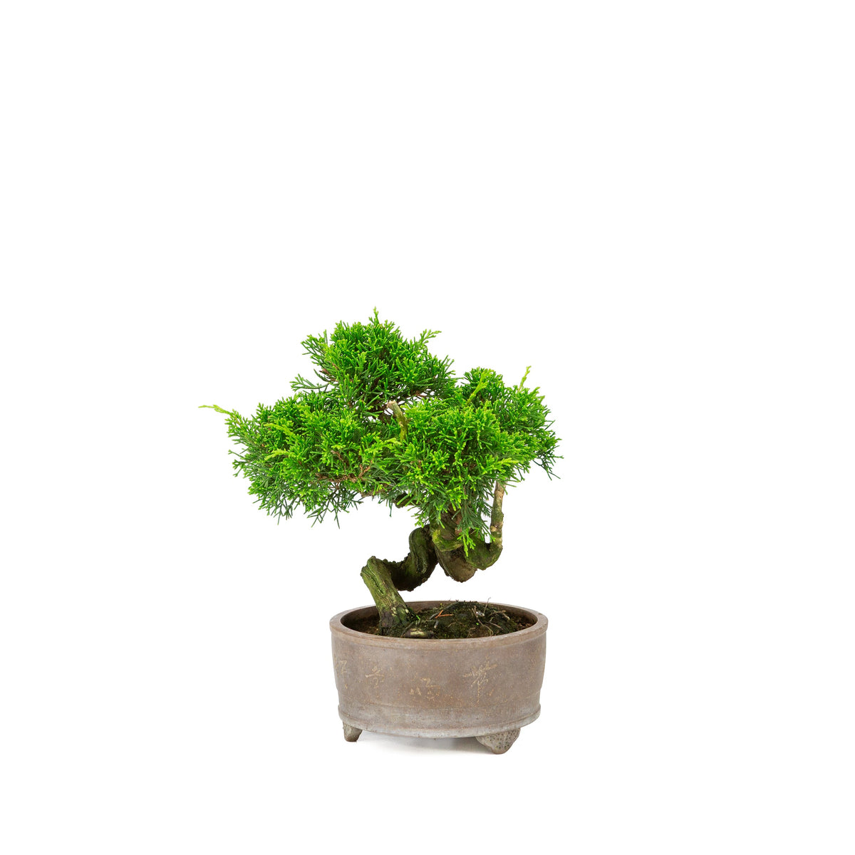 Juniperus chinensis uglaserede potte 14cm, højde ~27cm
