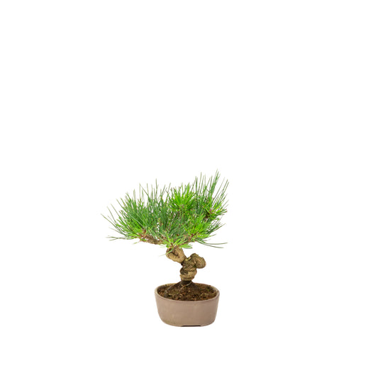 Pinus thunbergii uglasset potte 12 cm, højde ~20 cm