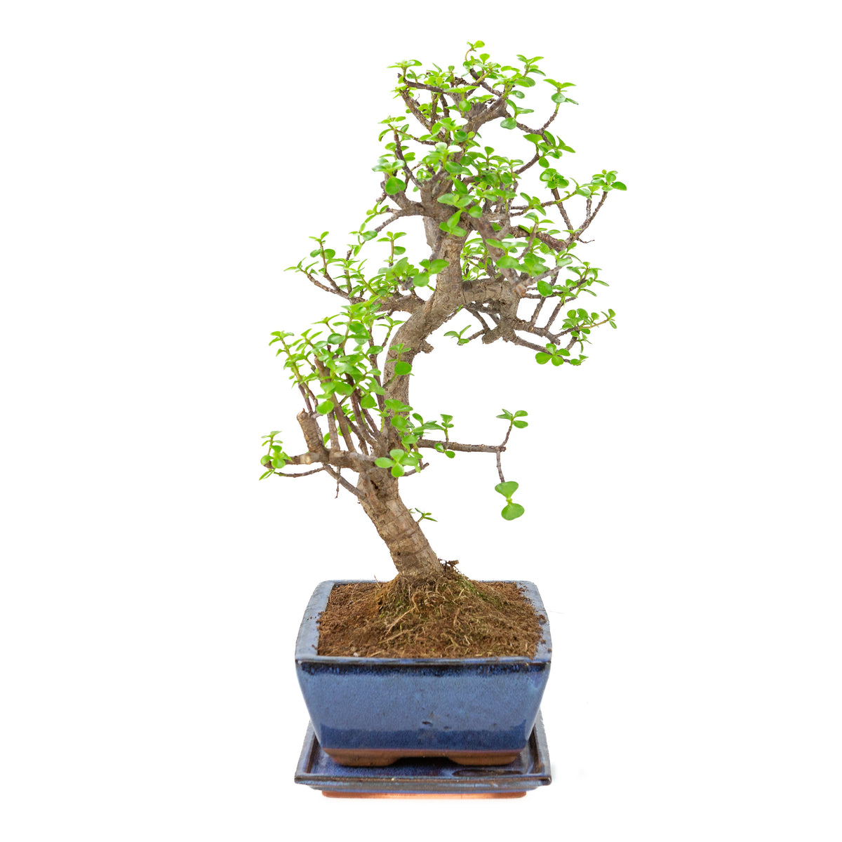 Portulacaria afra (Spekboom) bonsai i blå krukke 28 cm, højde ~51 cm