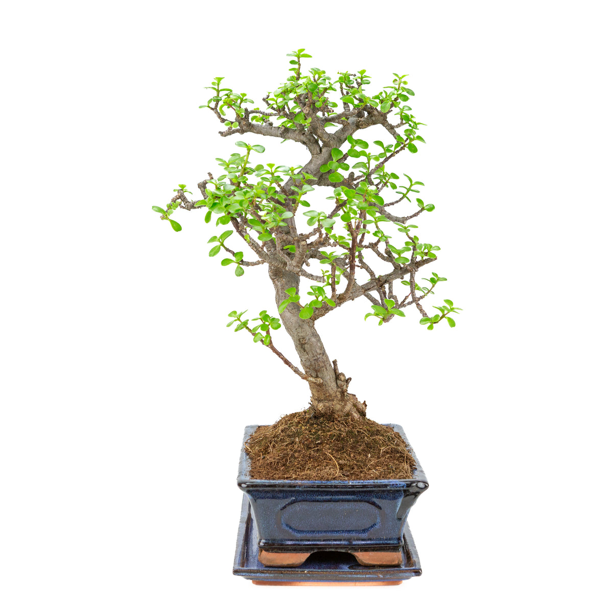 Portulacaria afra (Spekboom) Bonsai i blå potte 29cm, højde ~51cm