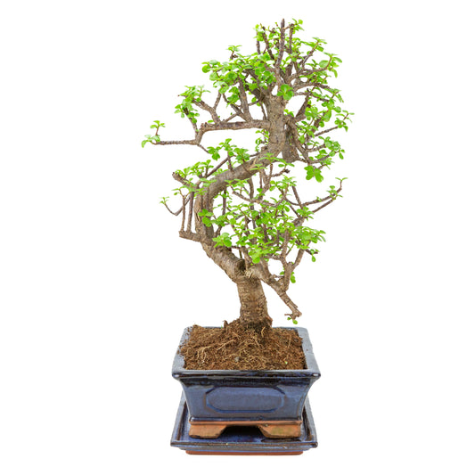 Portulacaria afra (Spekboom) bonsai i blå potte 29 cm, højde ~53 cm