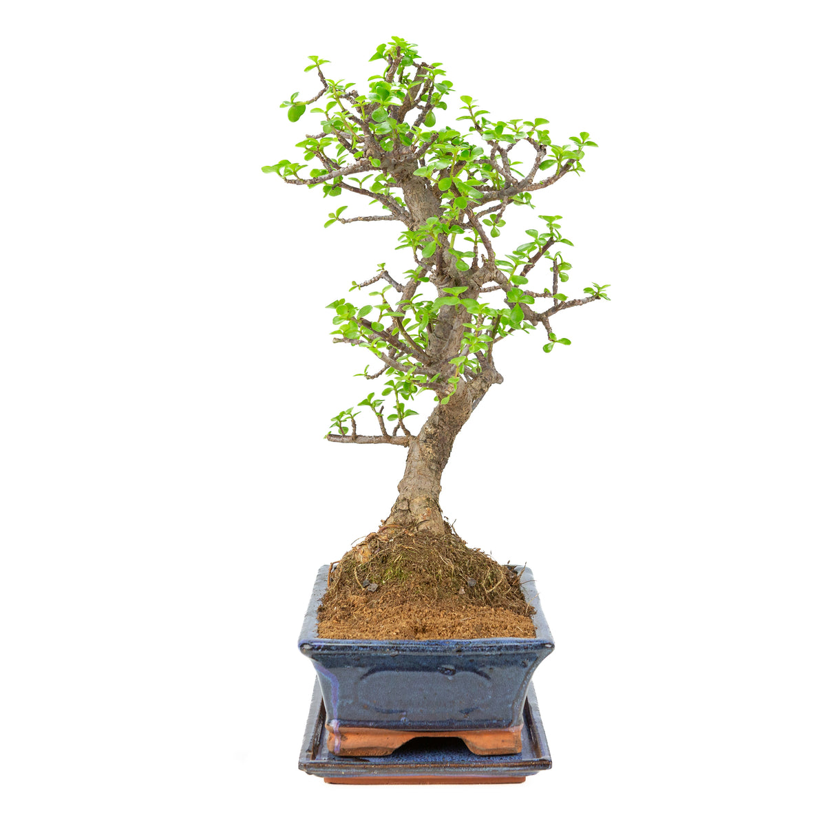 Portulacaria afra (Spekboom) Bonsai i blå krukke 29cm, højde ~54cm