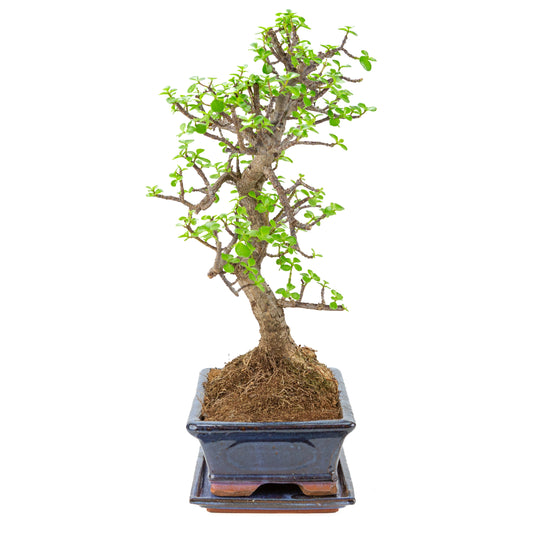 Portulacaria afra (Spekboom) Bonsai i blå krukke 29cm, højde ~54cm