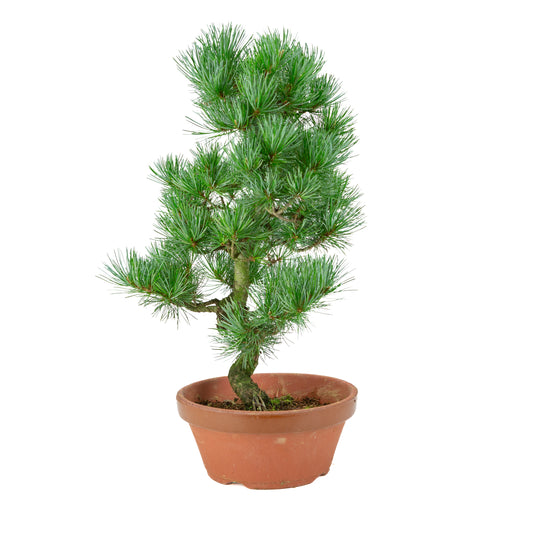 Pinus parviflora (japansk hvidfyr) terracotta potte 22 cm, højde ~51 cm