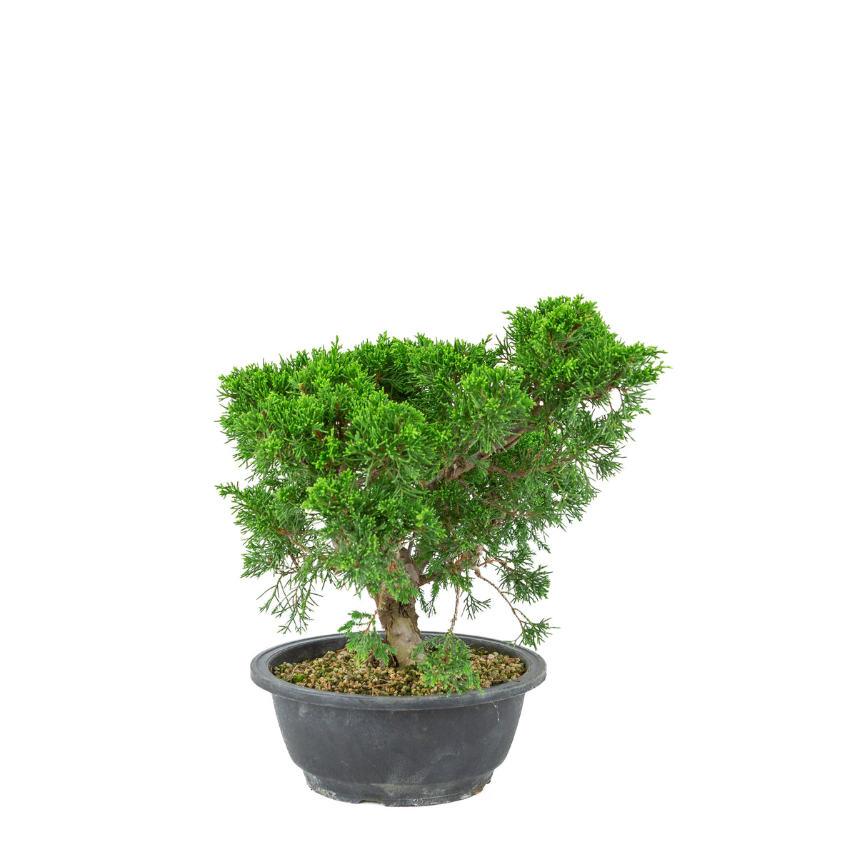 Juniperus chinensis (Kinesisk ene) plastikpotte 19 cm, højde ~33 cm