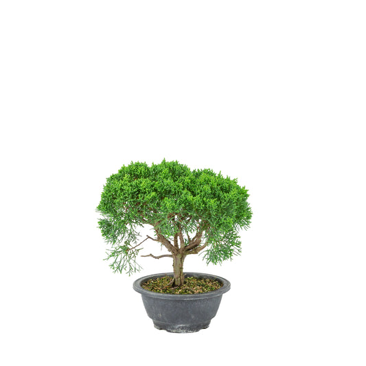 Juniperus chinensis (Kinesisk ene) plastikpotte 16 cm, højde ~25 cm
