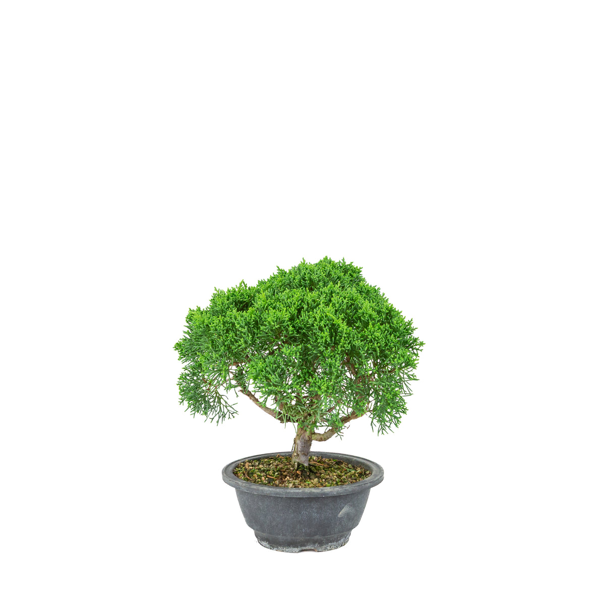 Juniperus chinensis (Kinesisk ene) plastikpotte 16 cm, højde ~25 cm