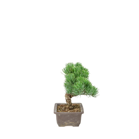 Pinus parviflora (japansk hvidfyr) uglaseret rektangulær potte, højde ~26 cm