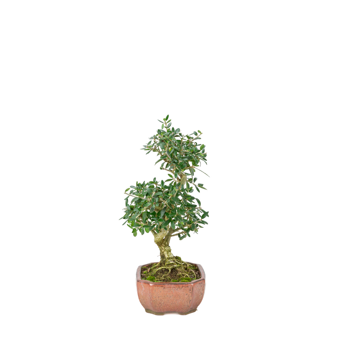 Olea sylvestris (oliven) bronze oval krukke, højde ~32cm