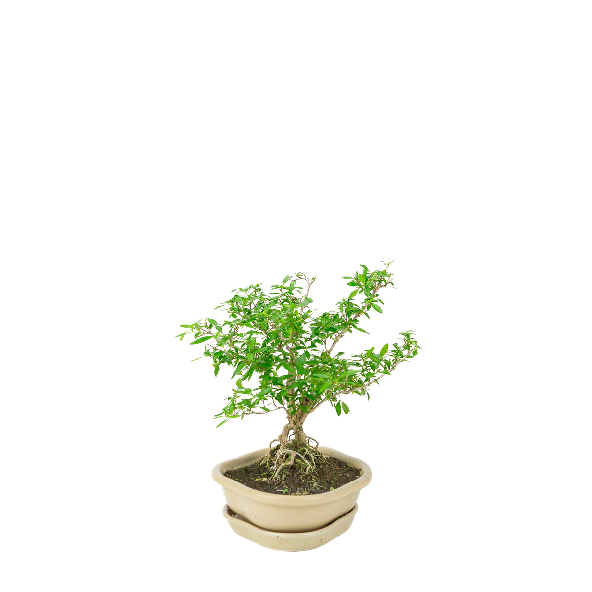 Serissa foetida (Tusindstjernetræ) Bonsai i cremefarvet lotuskrukke, højde ~25 cm