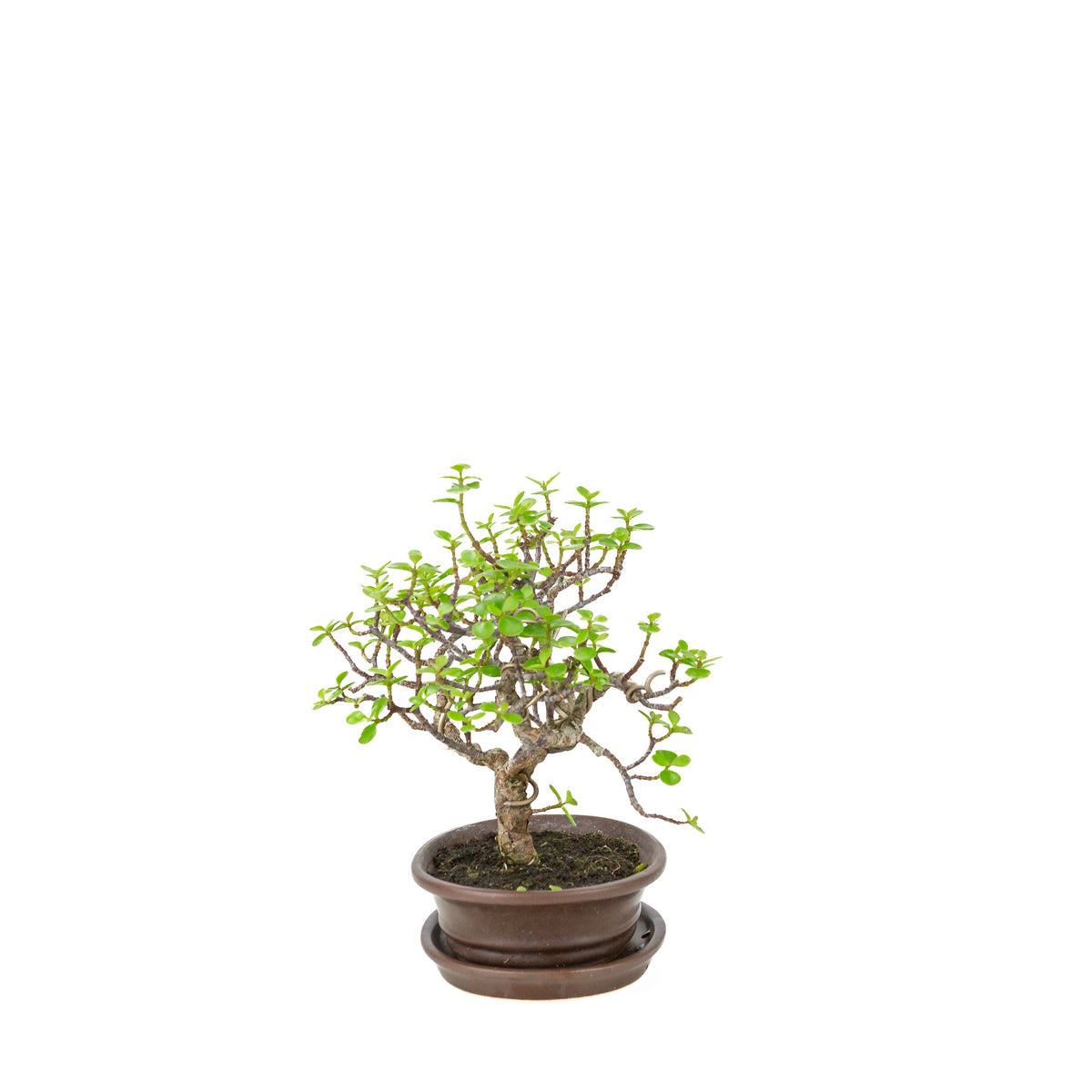 Portulacaria afra (Spekboom) bonsai i brun oval potte, højde ~25 cm