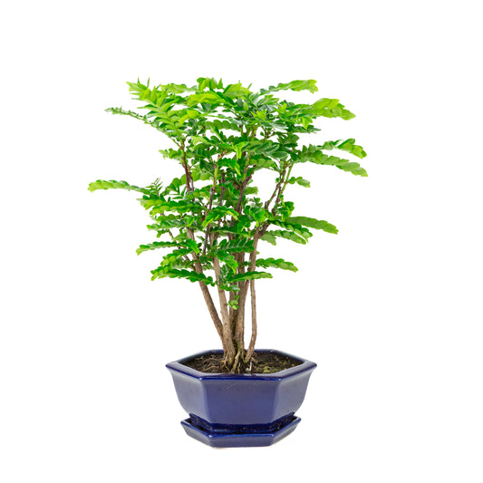 Phyllanthus buxifolius Bonsai i blå sekskantet krukke, højde ~42cm