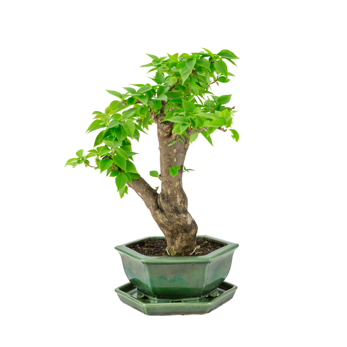Bougainvillea glabra grøn sekskantet krukke, højde ~42cm