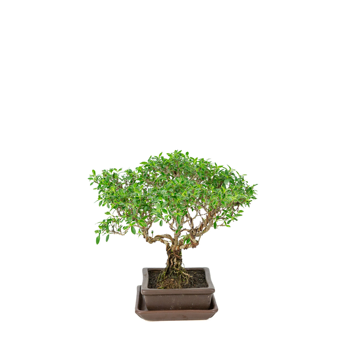 Serissa foetida (Tusindstjerne-bonsai) i brun rektangulær potte, højde ~26 cm