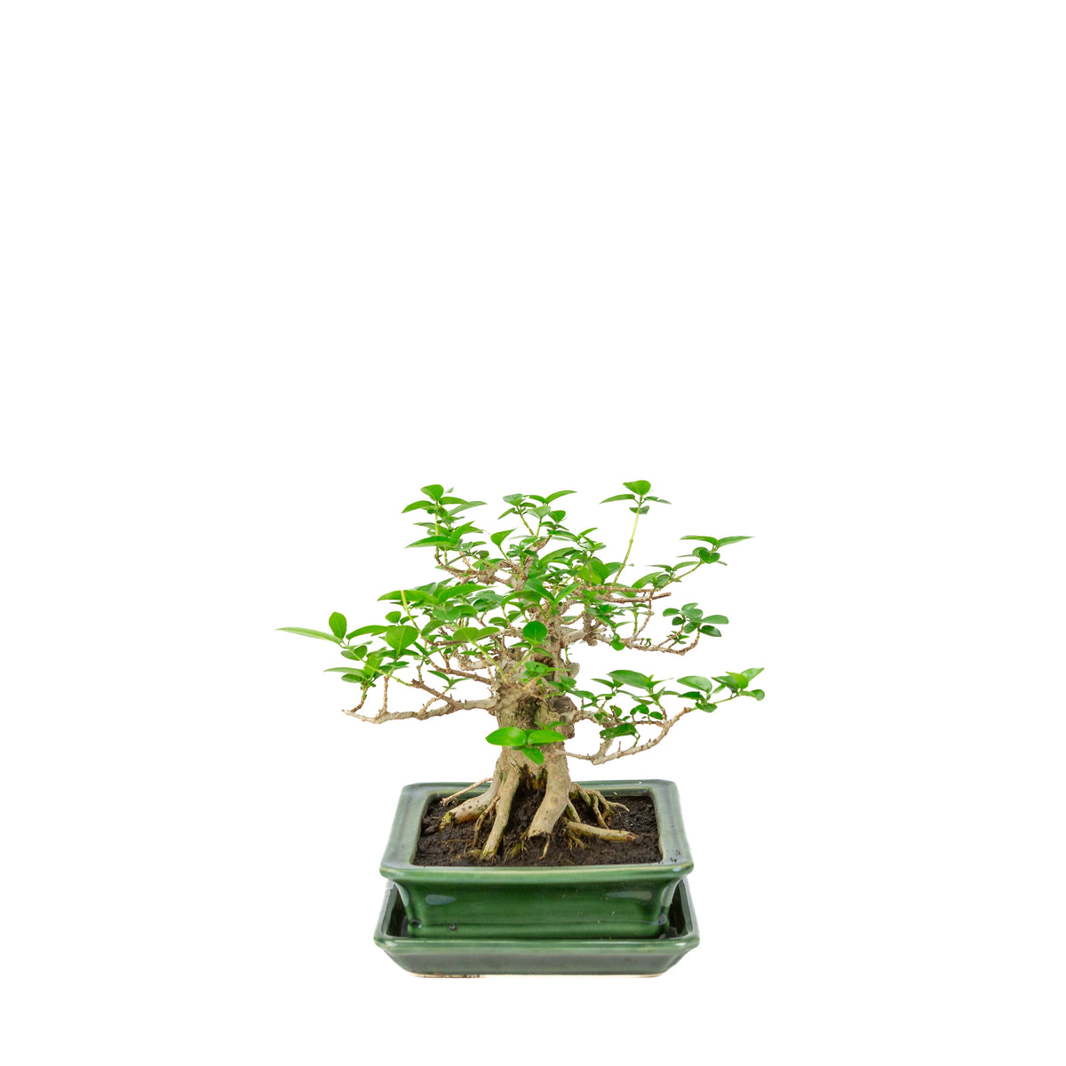 Premna microphylla (musk maple) grøn rektangulær krukke, højde ~24cm