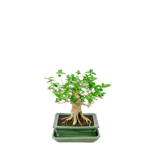 Premna microphylla (musk maple) grøn rektangulær krukke, højde ~24cm