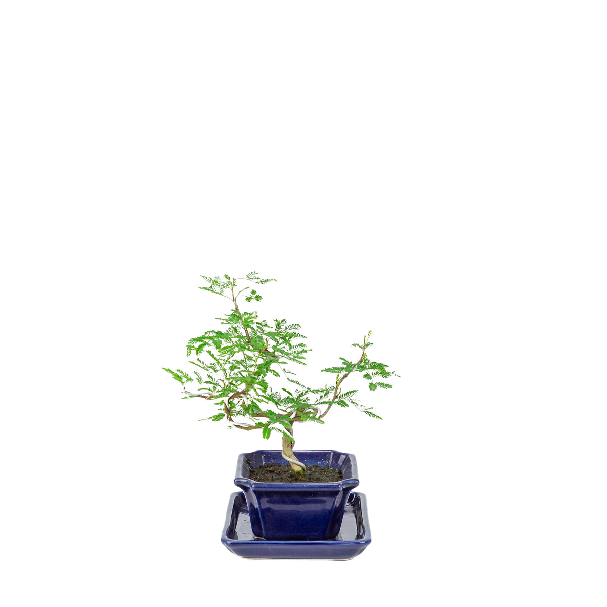 Vachellia nilotica Bonsai (egyptisk akacie) i blå rektangulær potte, højde ~25 cm