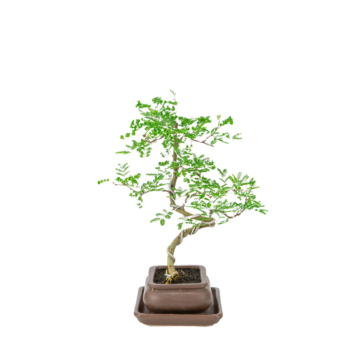 Vachellia nilotica Bonsai (Akacietorn) i brun rektangulær potte, højde ~37cm