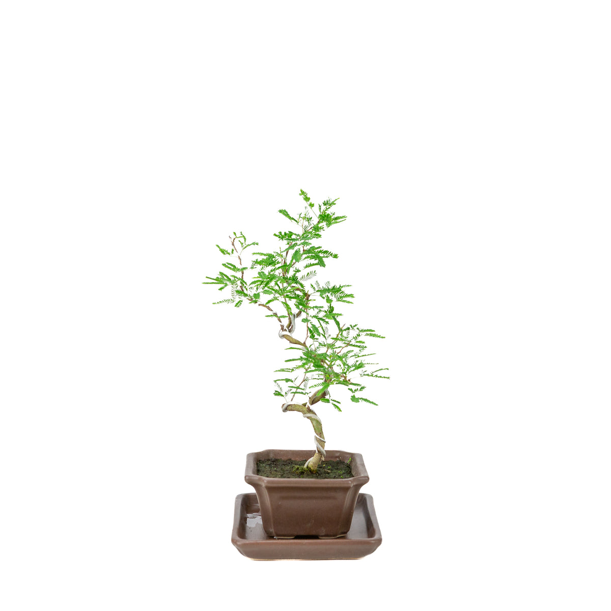 Vachellia nilotica Bonsai (Egyptisk akacie) i brun rektangulær potte, højde ~28cm
