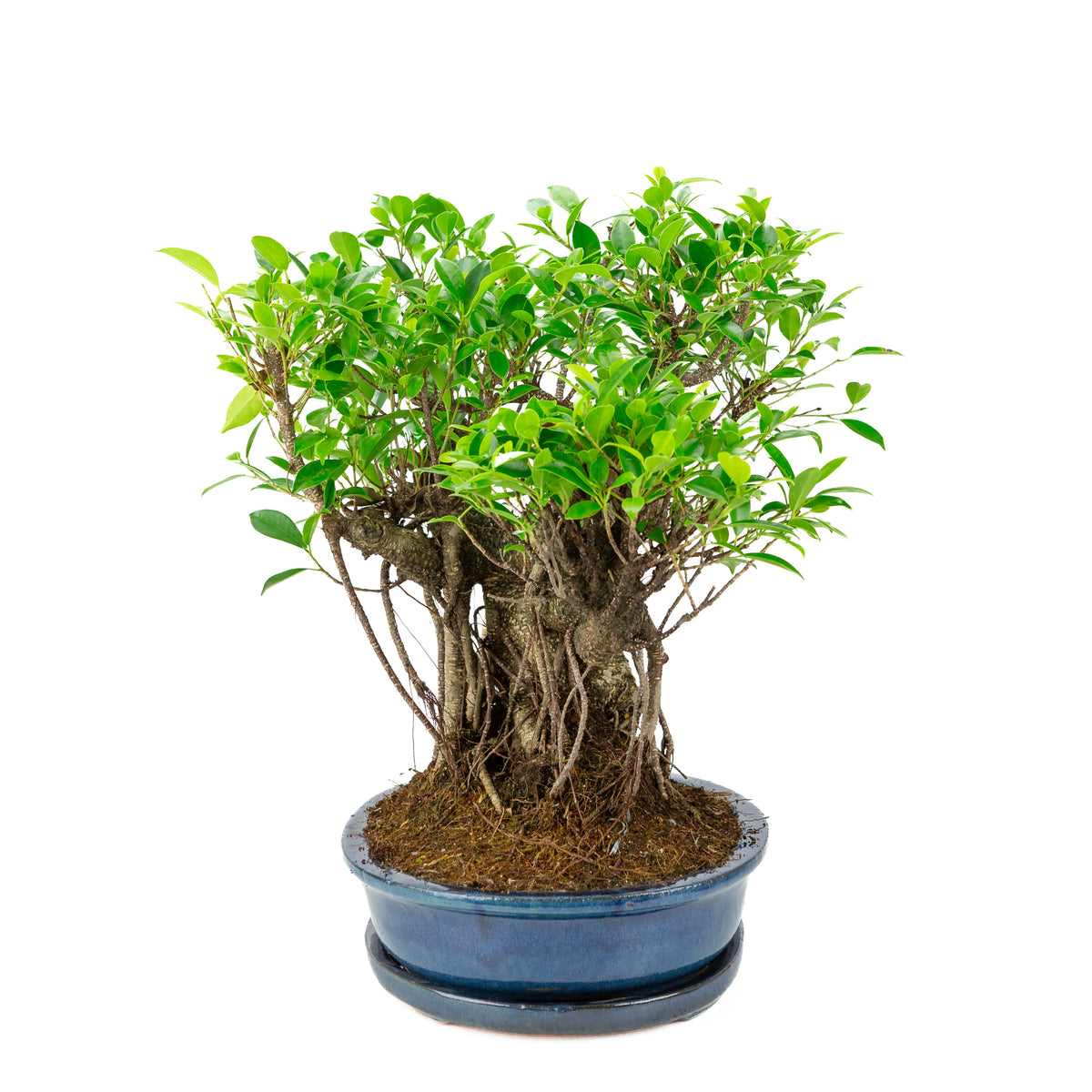 Ficus retusa Bonsai i blå oval krukke, højde ~47cm