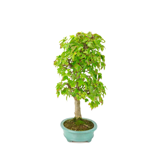Acer buergerianum (Tretandet ahorn) grøn oval potte, højde ~40 cm