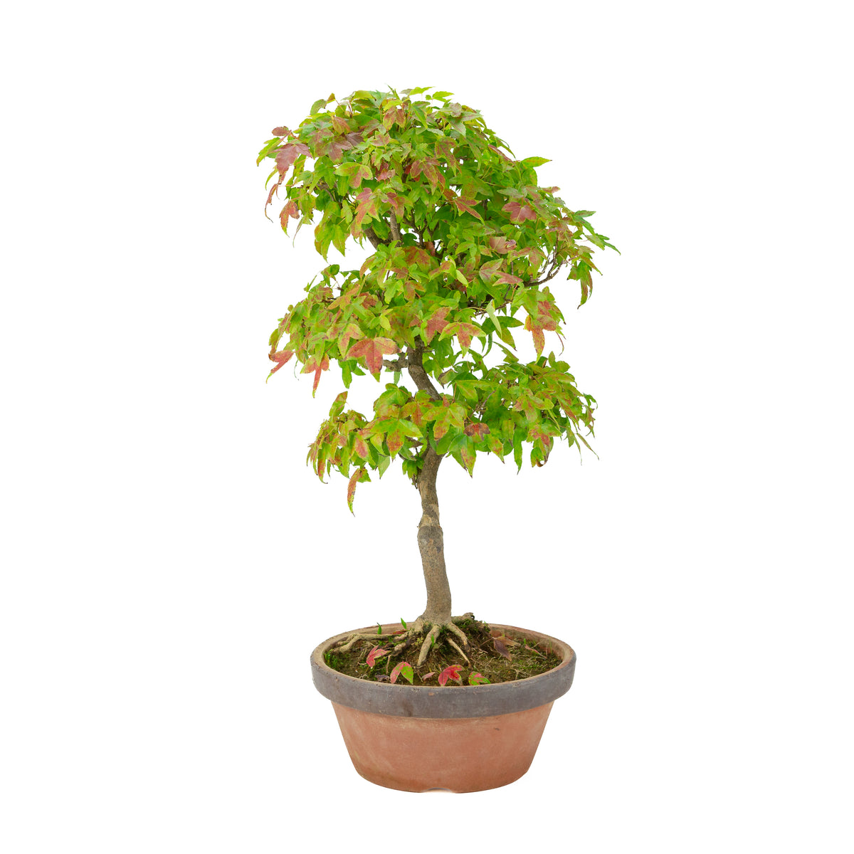 Acer buergerianum (tretandet ahorn) i terrakottakrukke, højde ~46 cm