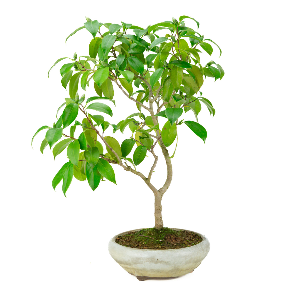 Camellia japonica (japansk rose) i rund creme-farvet krukke, højde ~49cm